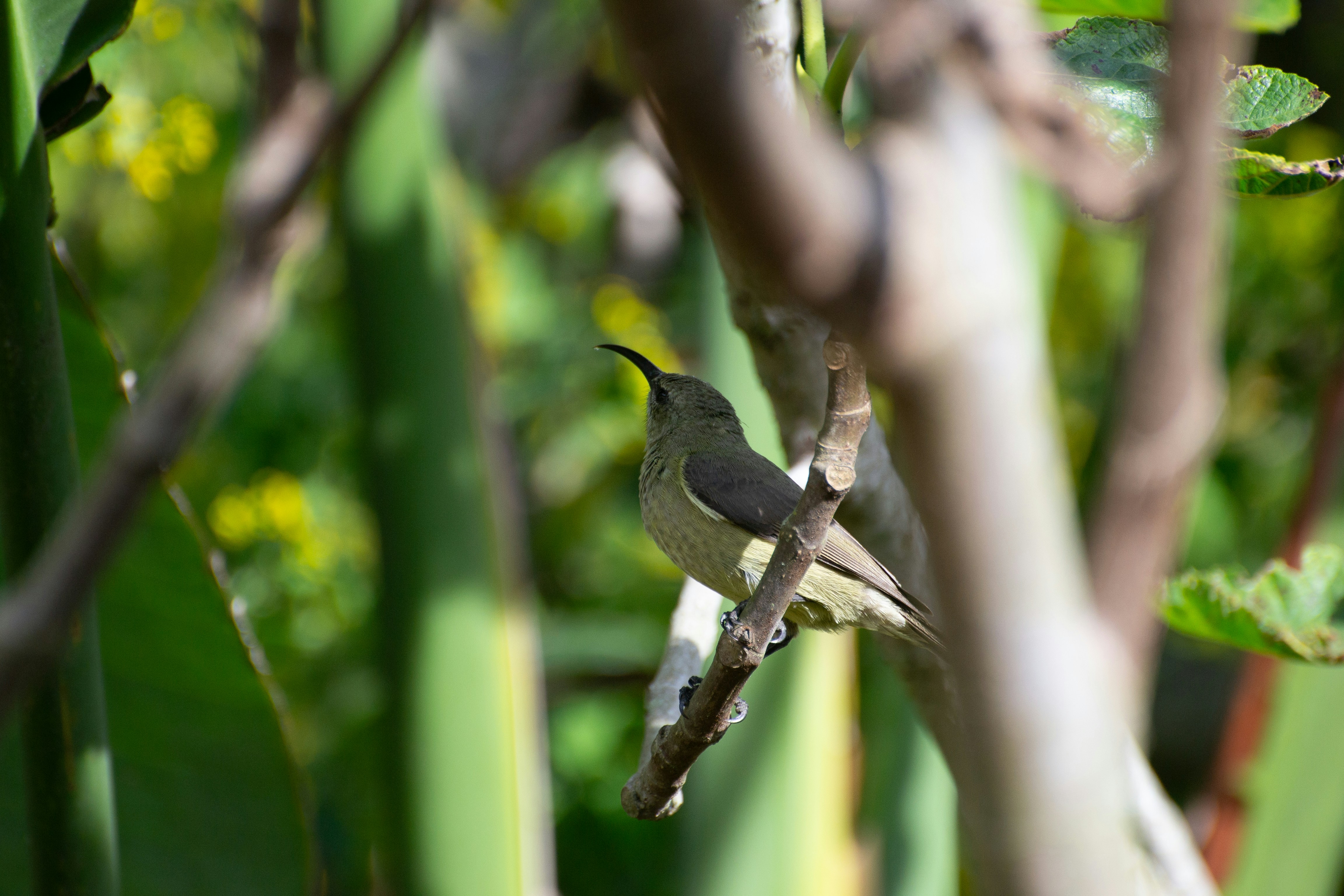 a small bird perched on a tree branch