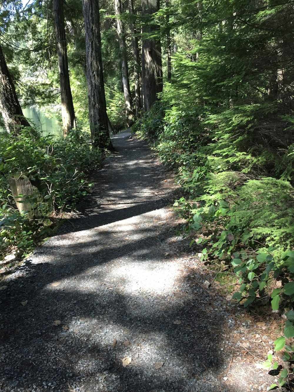 a path in the middle of a forest with lots of trees