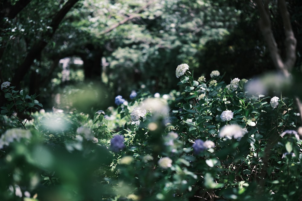 a bunch of flowers that are in the grass