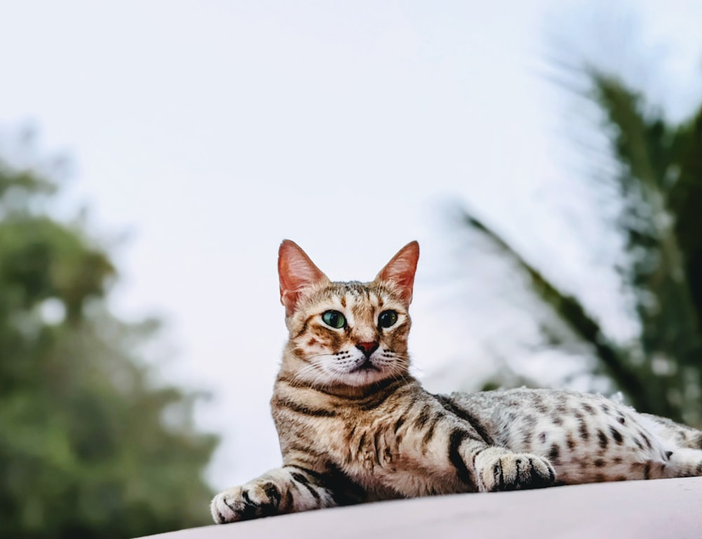 a cat laying down on top of a car