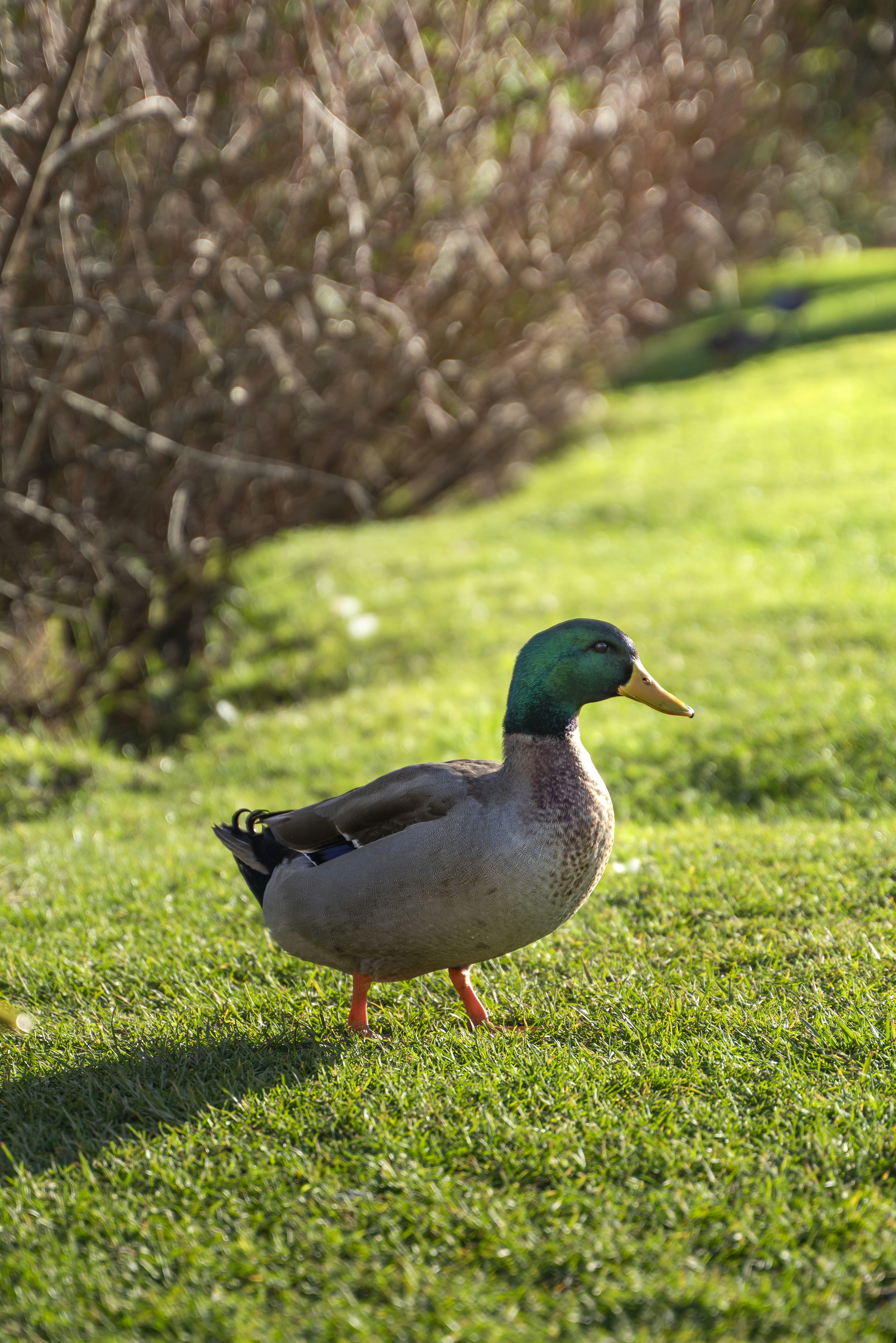 Photo by superxcalvin