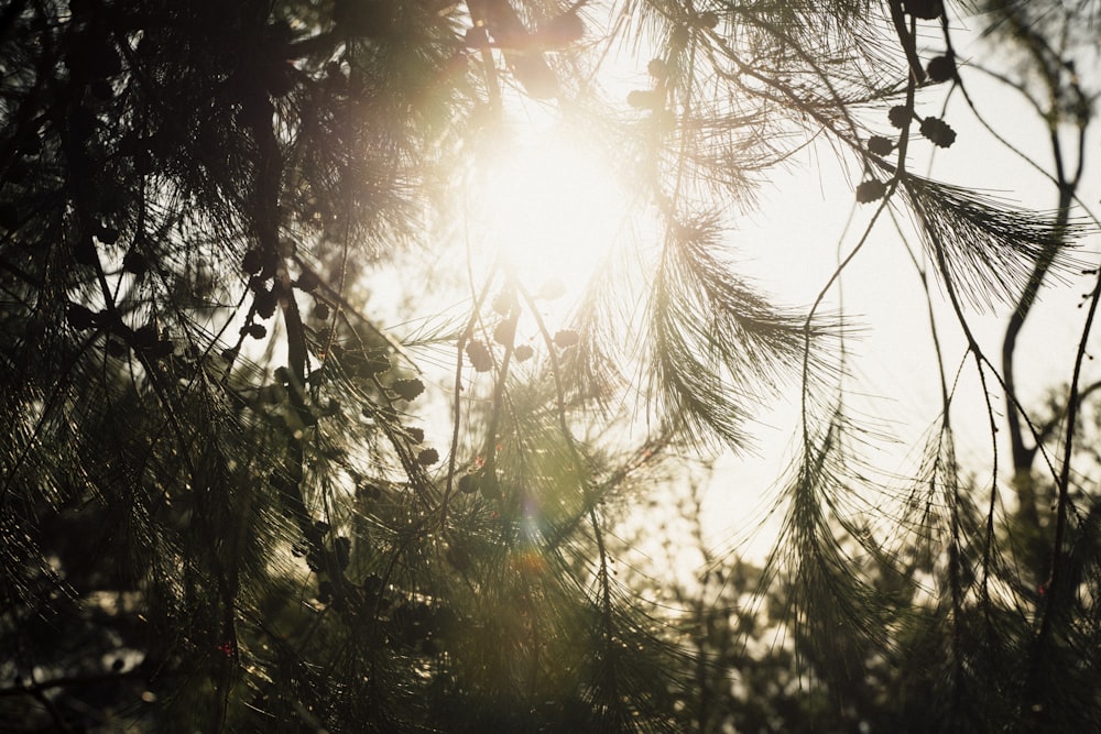 the sun shines through the branches of a pine tree