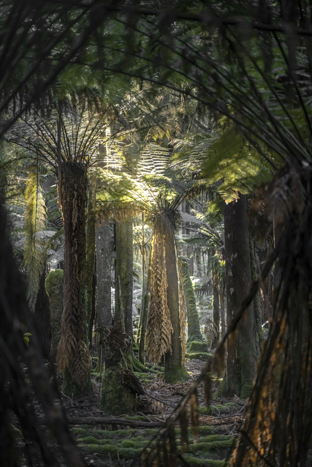 a forest filled with lots of tall trees