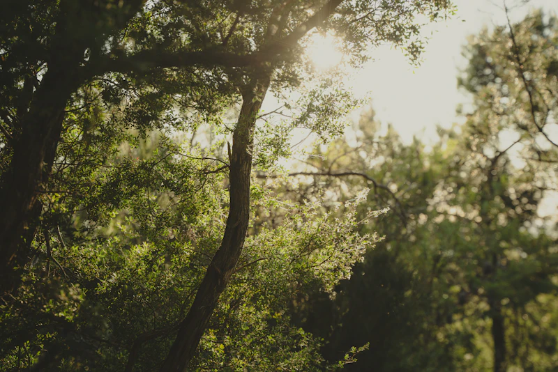 Silent walks through nature in Ibiza Holistic Week