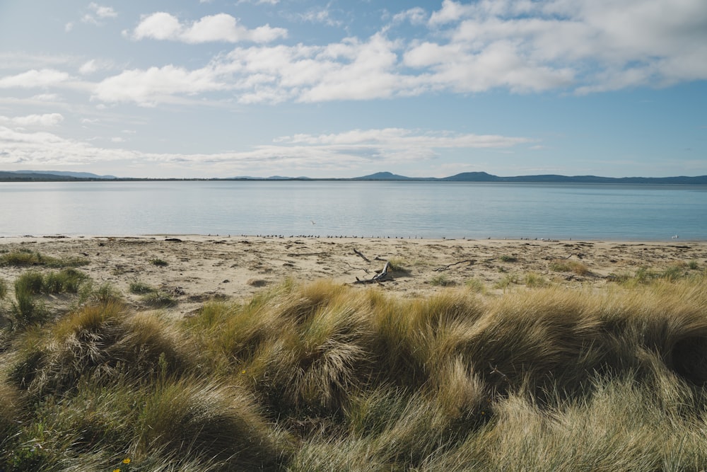 a sandy beach with a body of water in the background