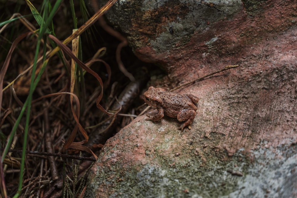 a frog is sitting on a rock in the grass