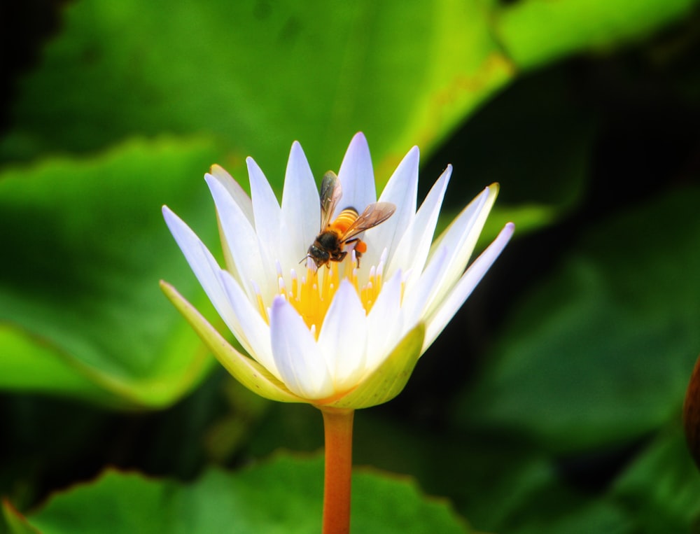 a bee sitting on top of a white flower