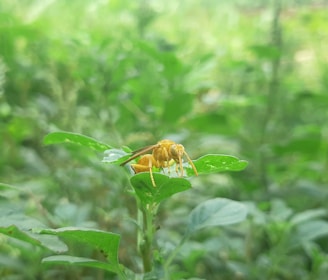 a bee is sitting on a green leaf