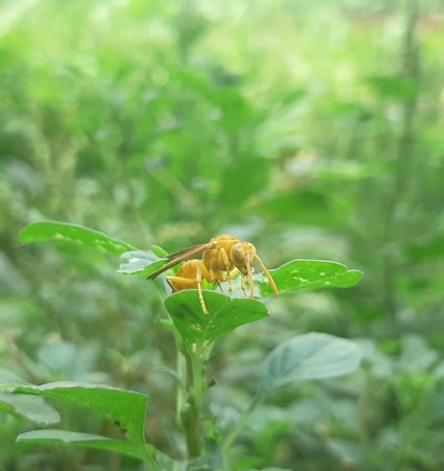 a bee is sitting on a green leaf