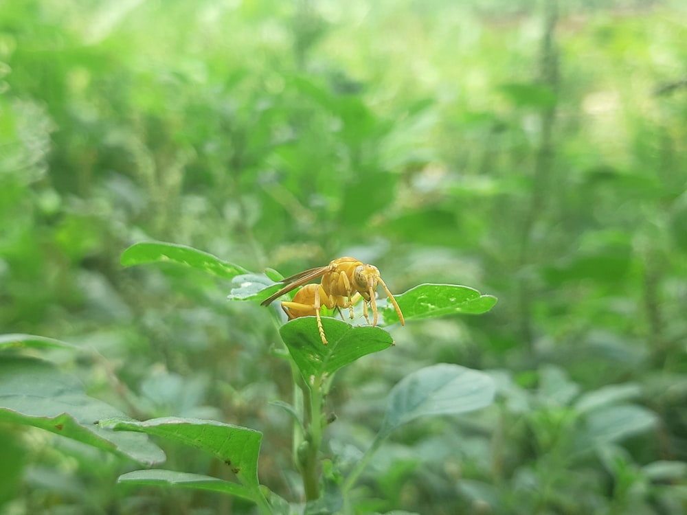 a bee is sitting on a green leaf