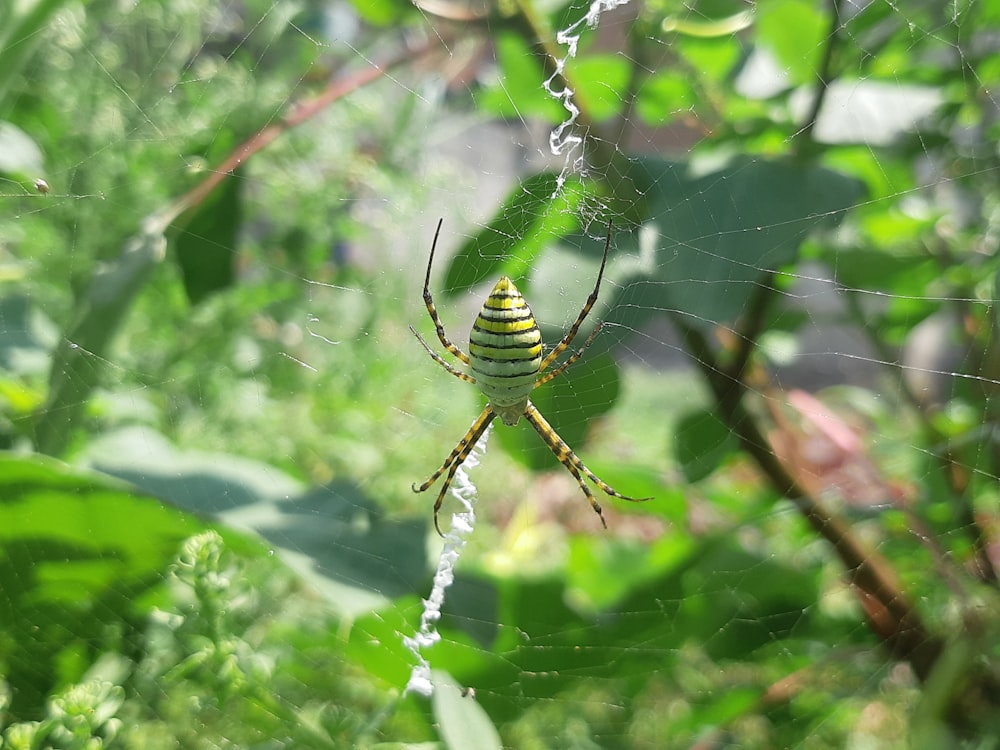 Una araña amarilla y negra sentada en una telaraña