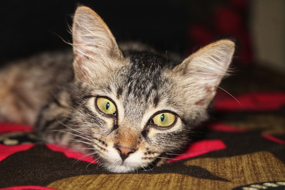 a small kitten laying on top of a blanket