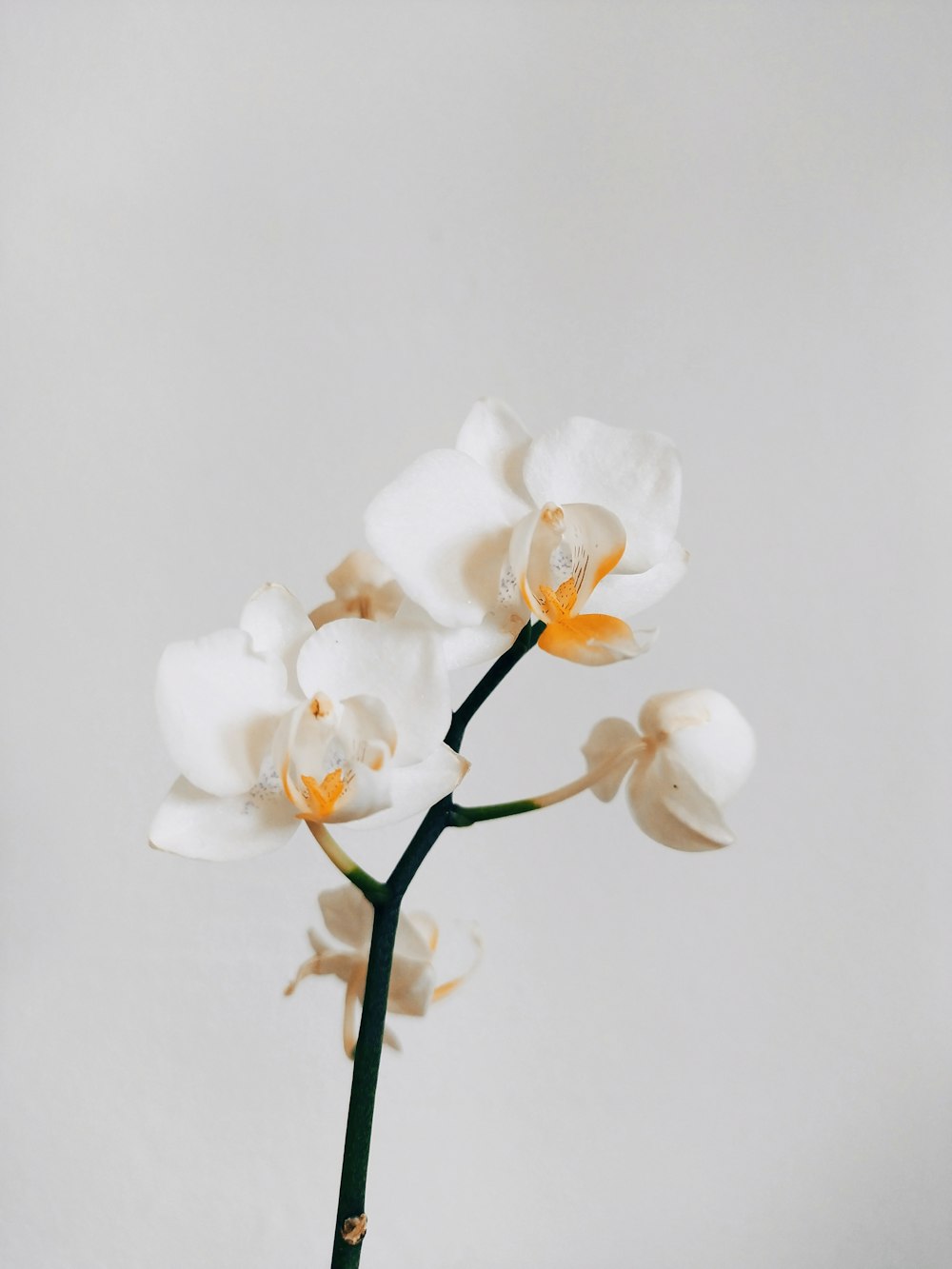 a white and yellow flower is in a vase