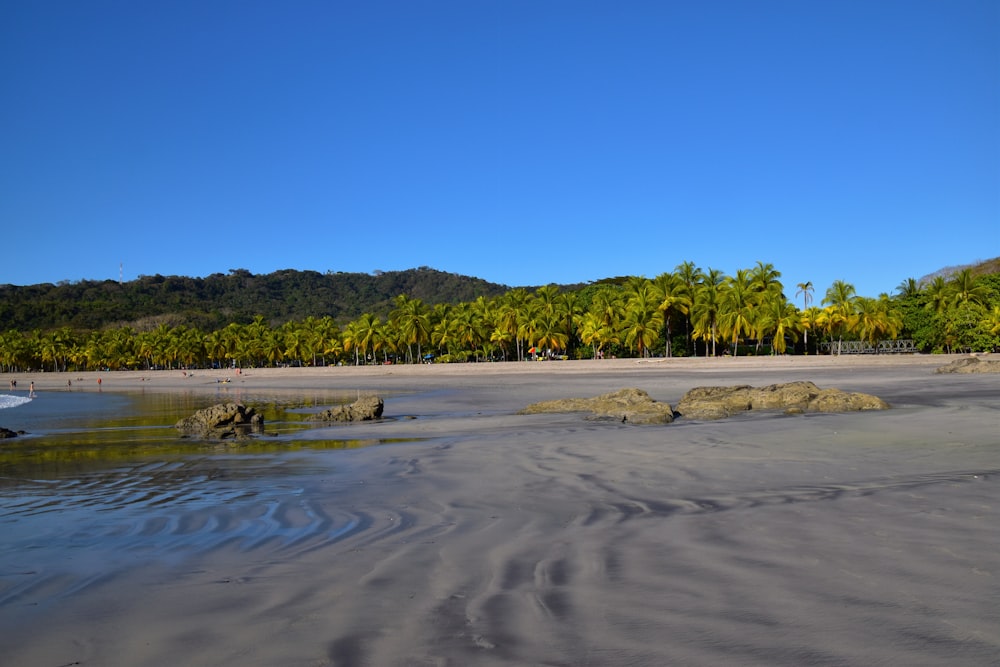 a sandy beach with palm trees and a boat in the water