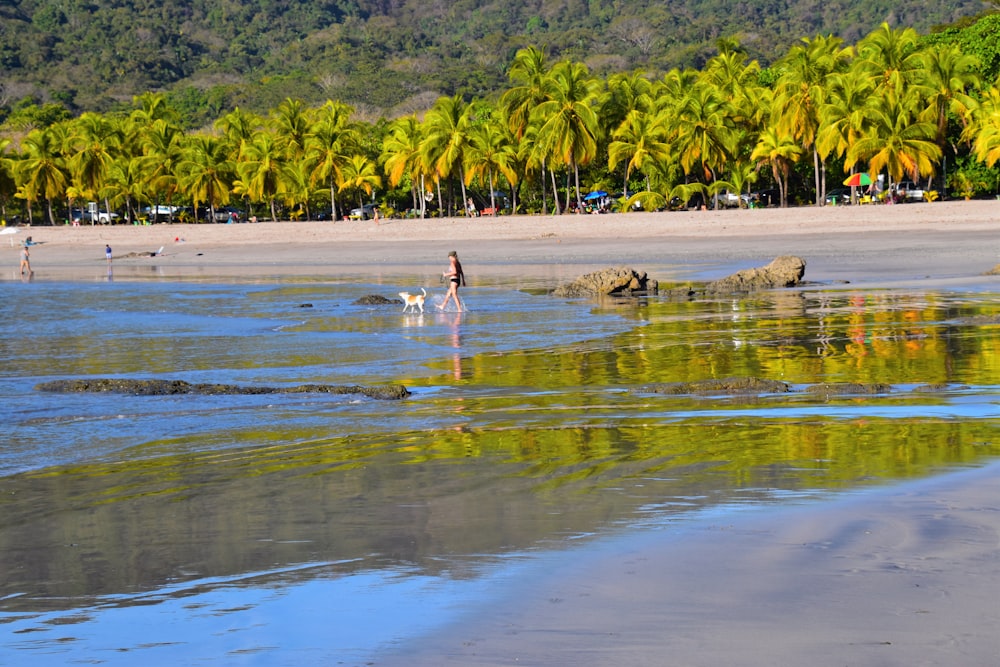 a beach with palm trees and people in the water