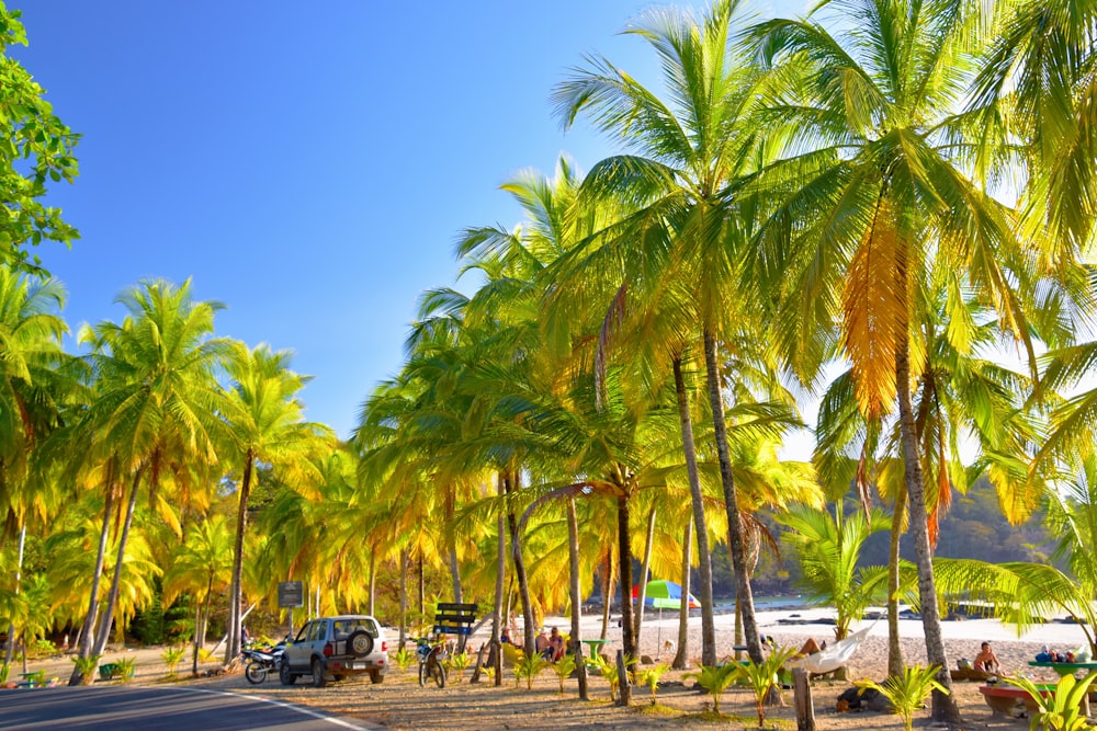 palm trees line the beach as a van drives by