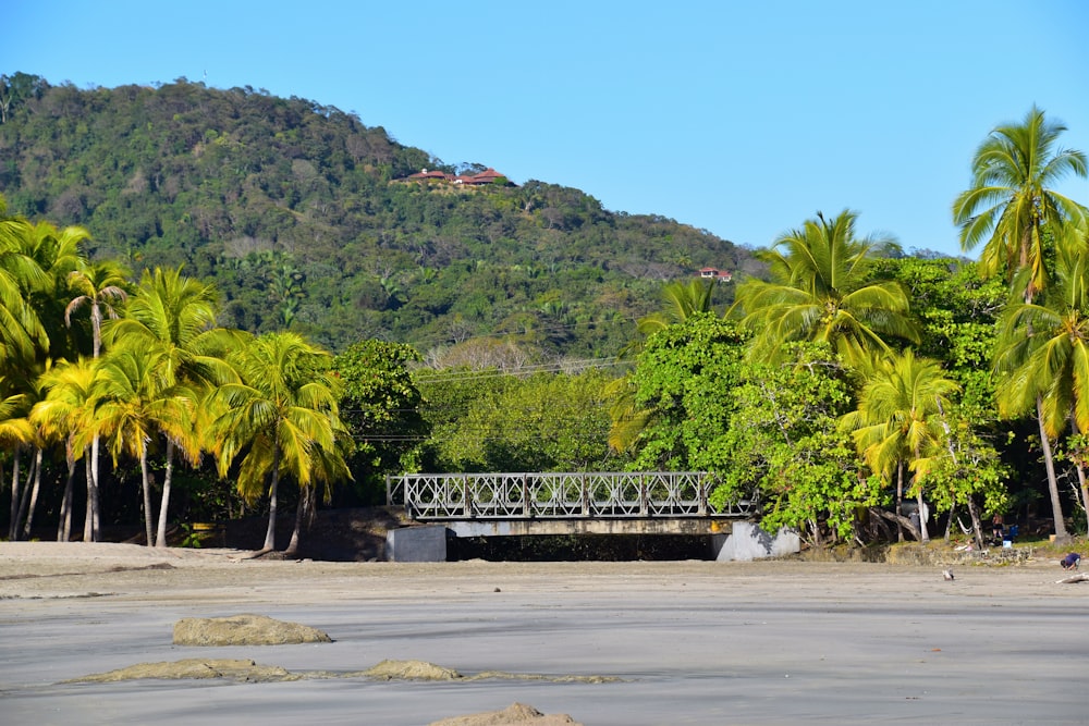 a bridge over a river surrounded by palm trees