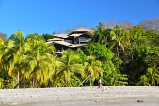 A modern house with multiple levels is situated among lush green palm trees. Below, a sandy beach stretches out with a person jogging along the shoreline with a dog. The sky is clear and blue, complementing the green foliage and sandy beach.