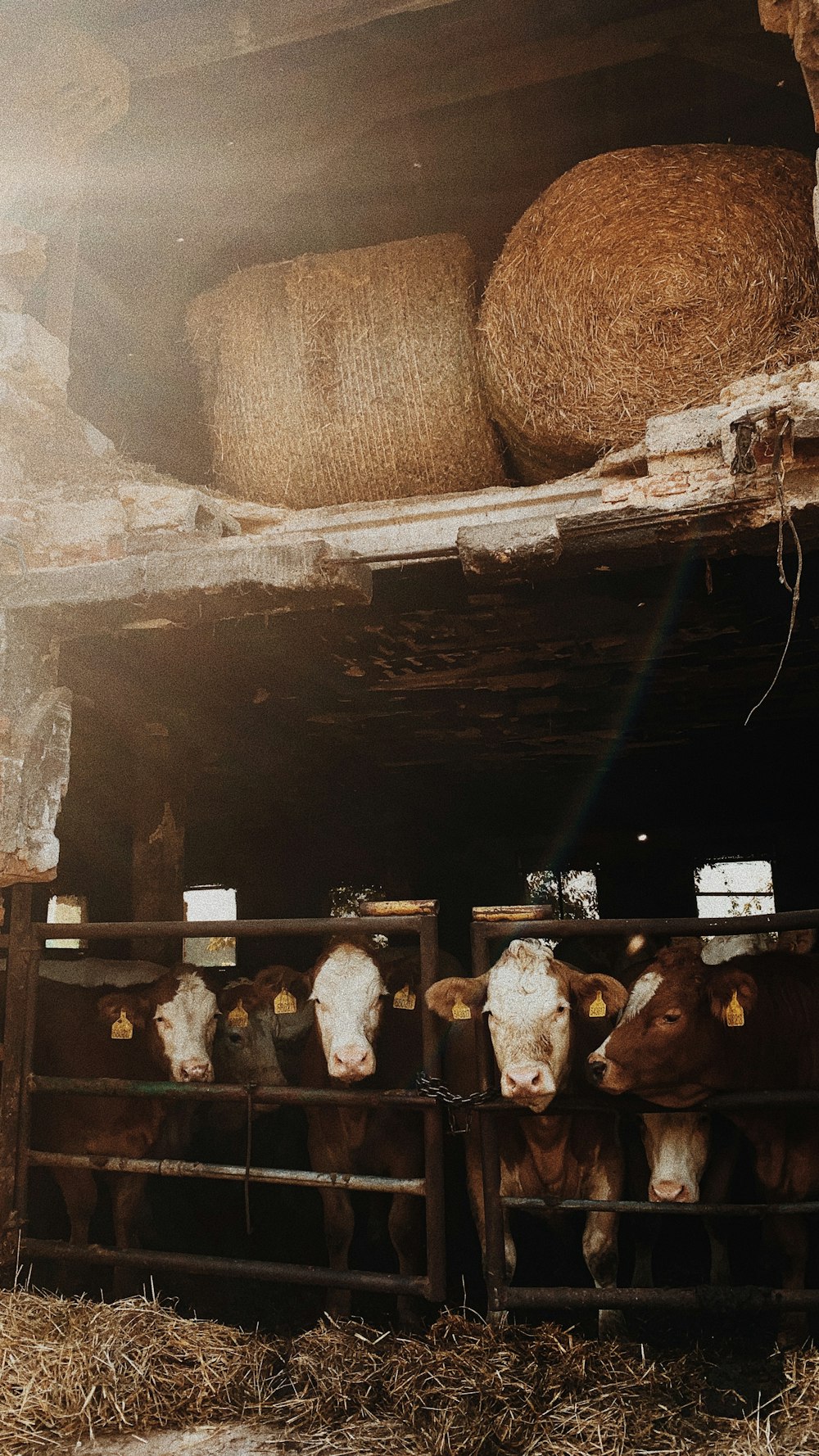 a group of cows standing inside of a barn
