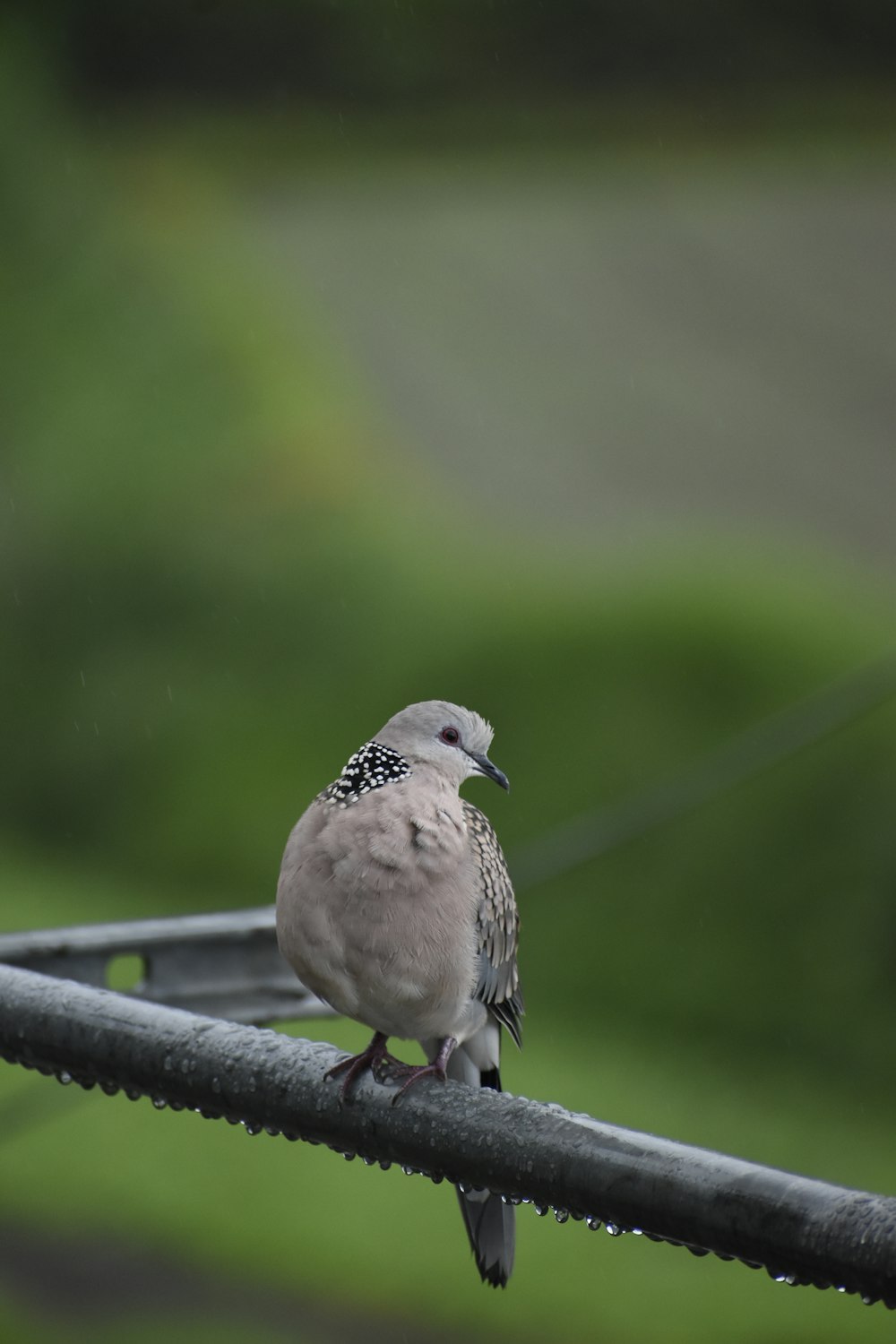 a small bird perched on top of a metal pole