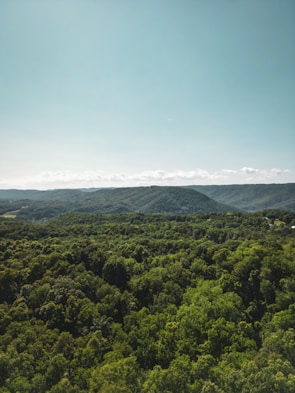 An expansive view of a lush green forest under bright sunlight.