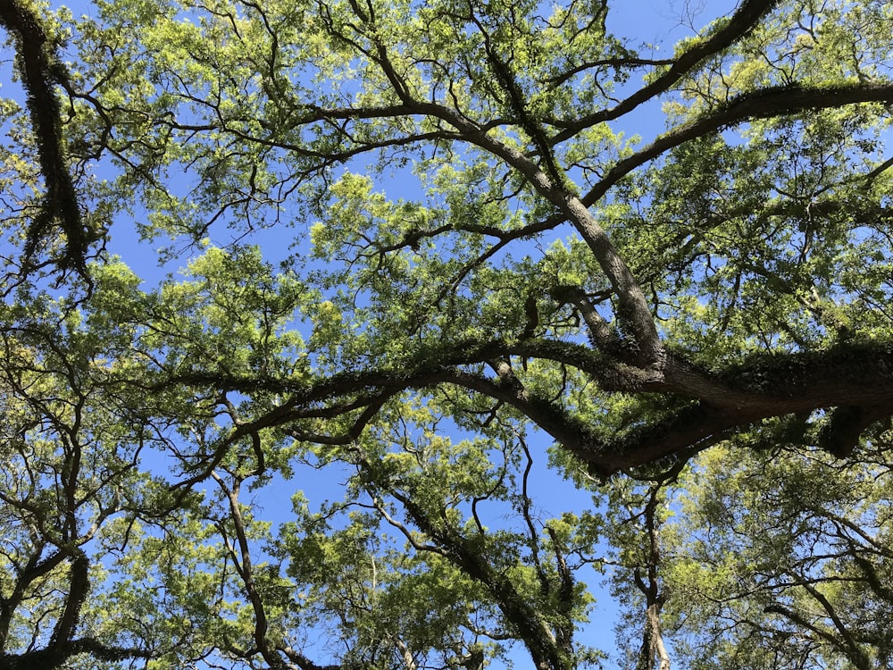 a large tree with lots of green leaves