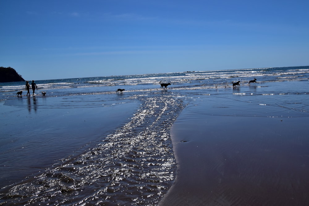 a group of people walking along a beach next to the ocean