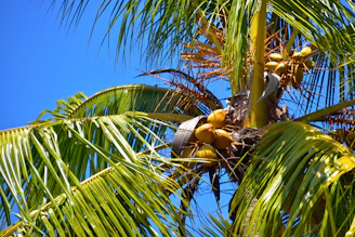 A lush coconut plantation with ripe coconuts hanging from tall trees under a bright sky.