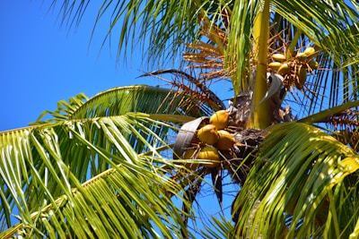 A vibrant coconut farm with ripe coconuts hanging from the trees.