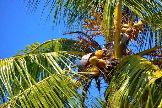A lush coconut plantation with ripe coconuts hanging from tall trees under a bright sky.