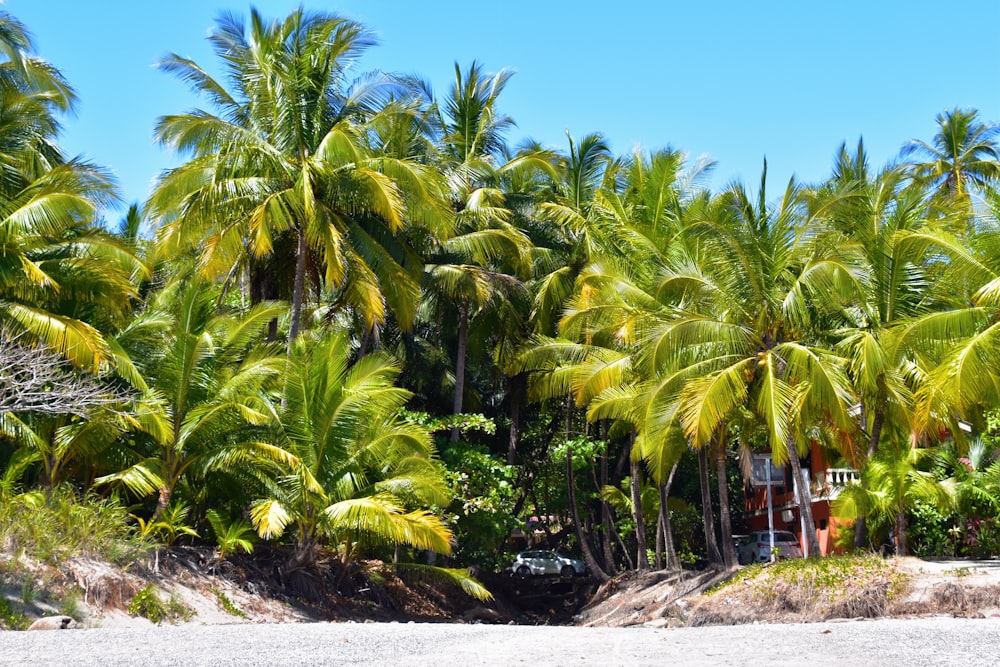 a group of palm trees next to a body of water