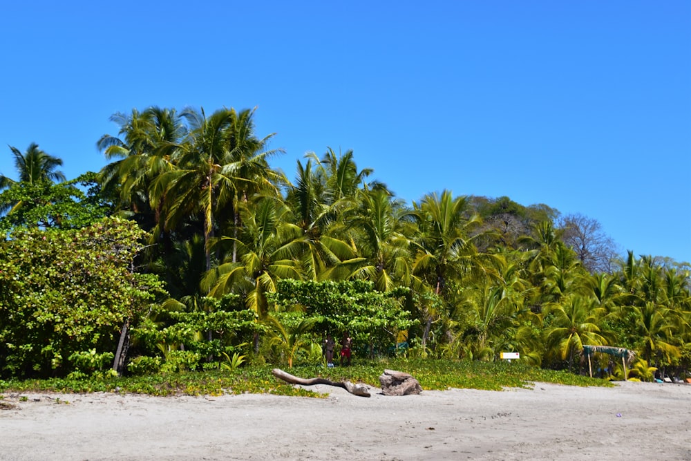 a sandy beach surrounded by palm trees on a sunny day