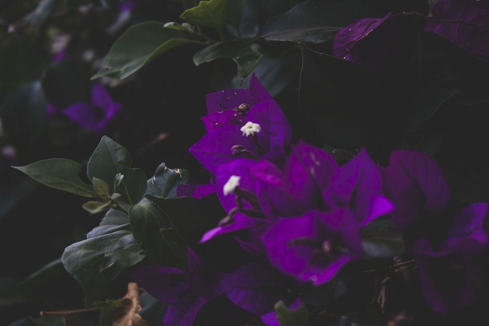 a bunch of purple flowers with green leaves