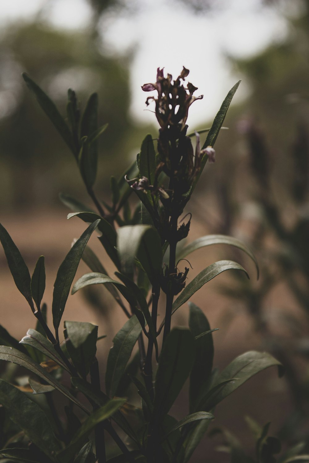 a close up of a plant with a blurry background