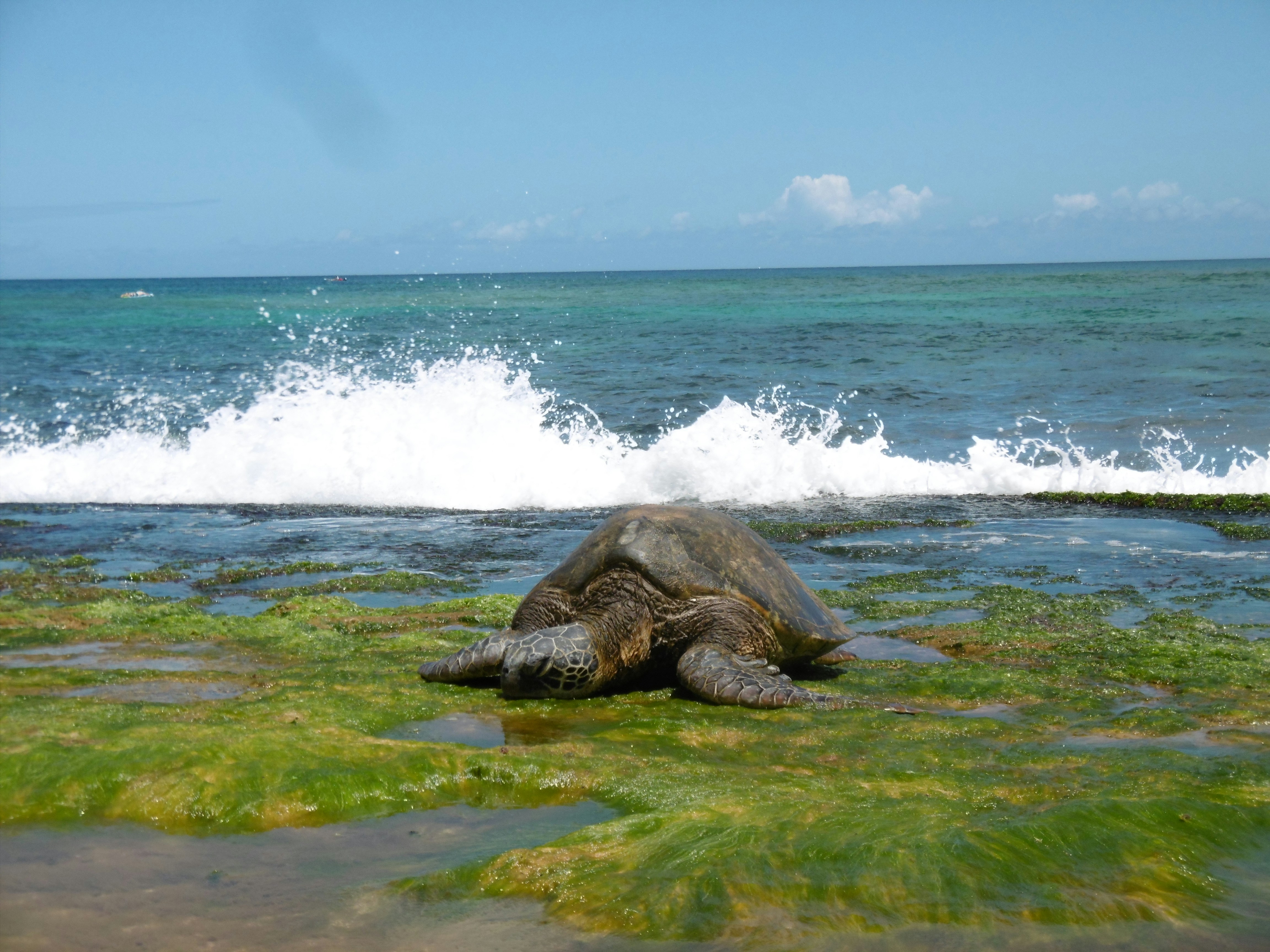 Laniakea Beach Sea Turtles