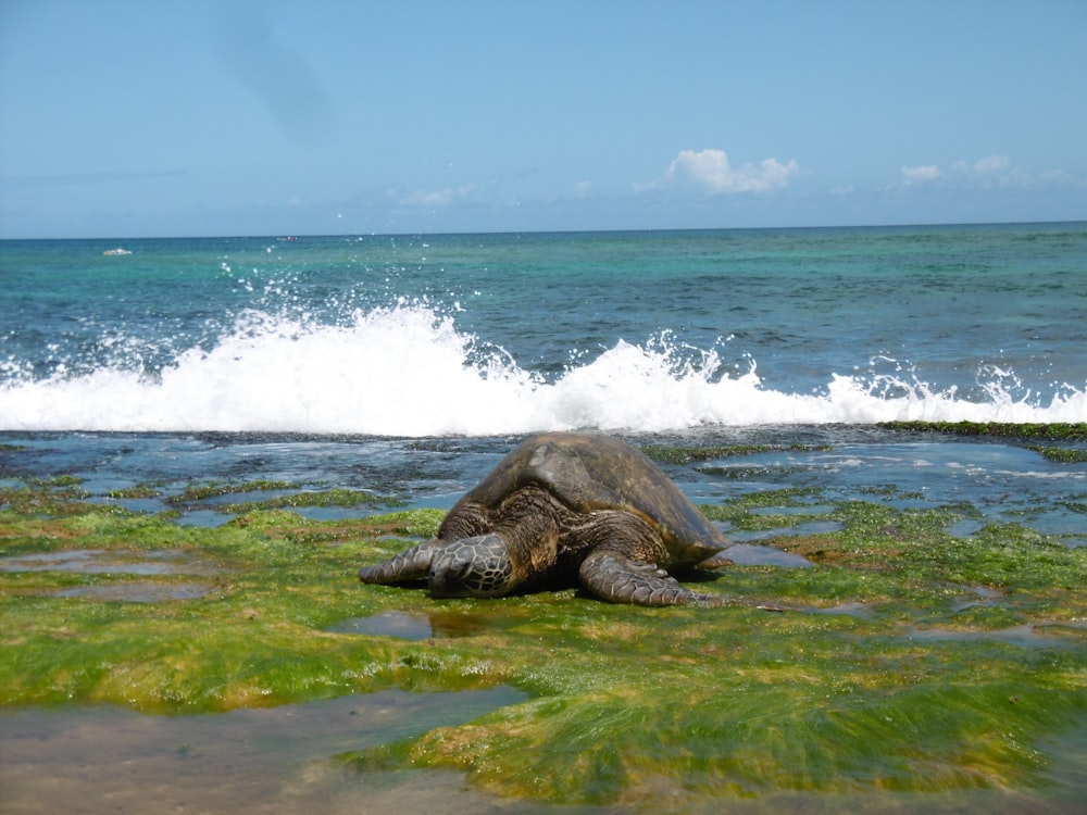 a large turtle laying on top of a lush green field