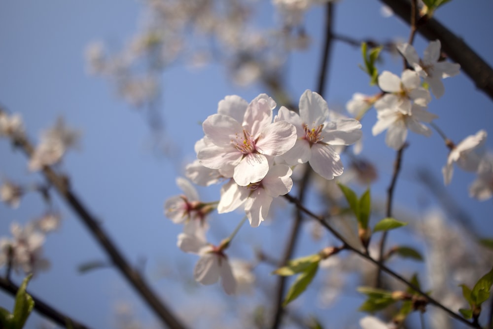 a close up of some flowers on a tree