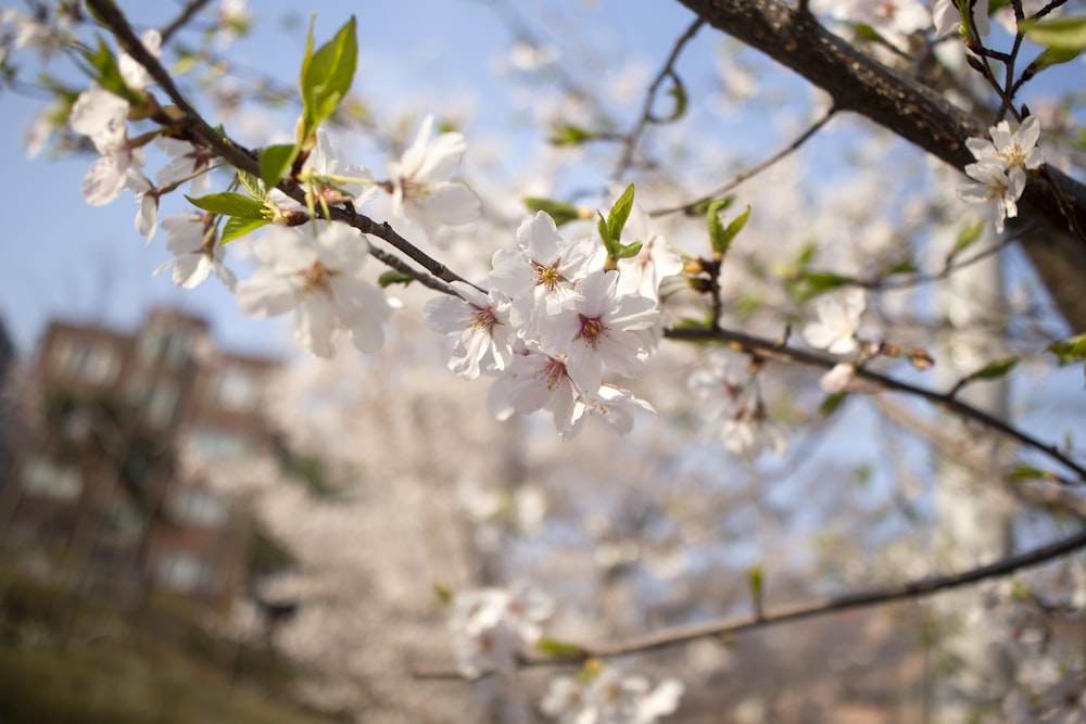 a close up of a tree with white flowers