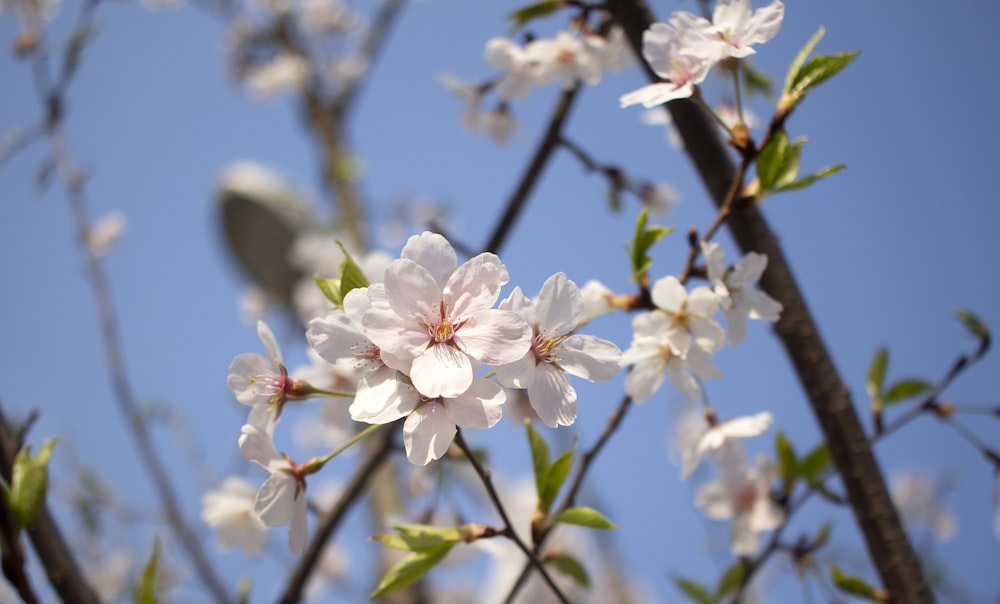 a close up of a tree with white flowers