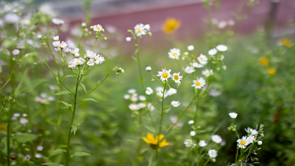 a field full of white and yellow flowers