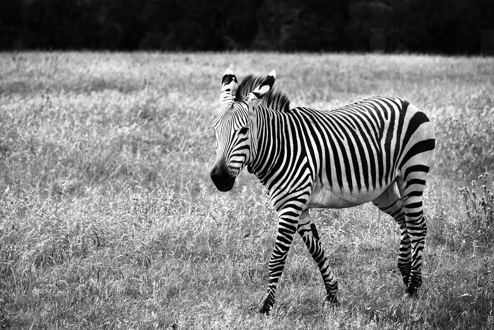 a zebra standing in a field of tall grass