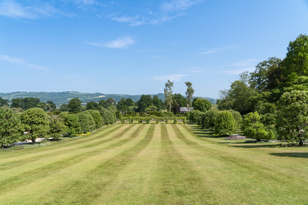 a large field of grass with trees in the background