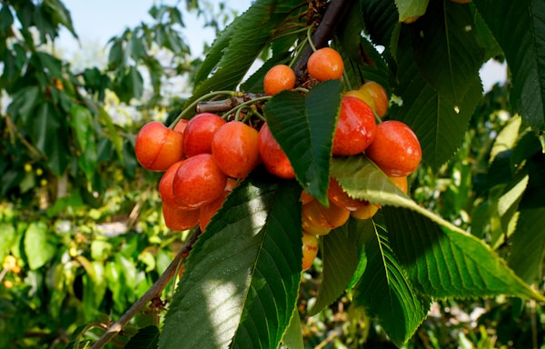 a bunch of berries hanging from a tree
