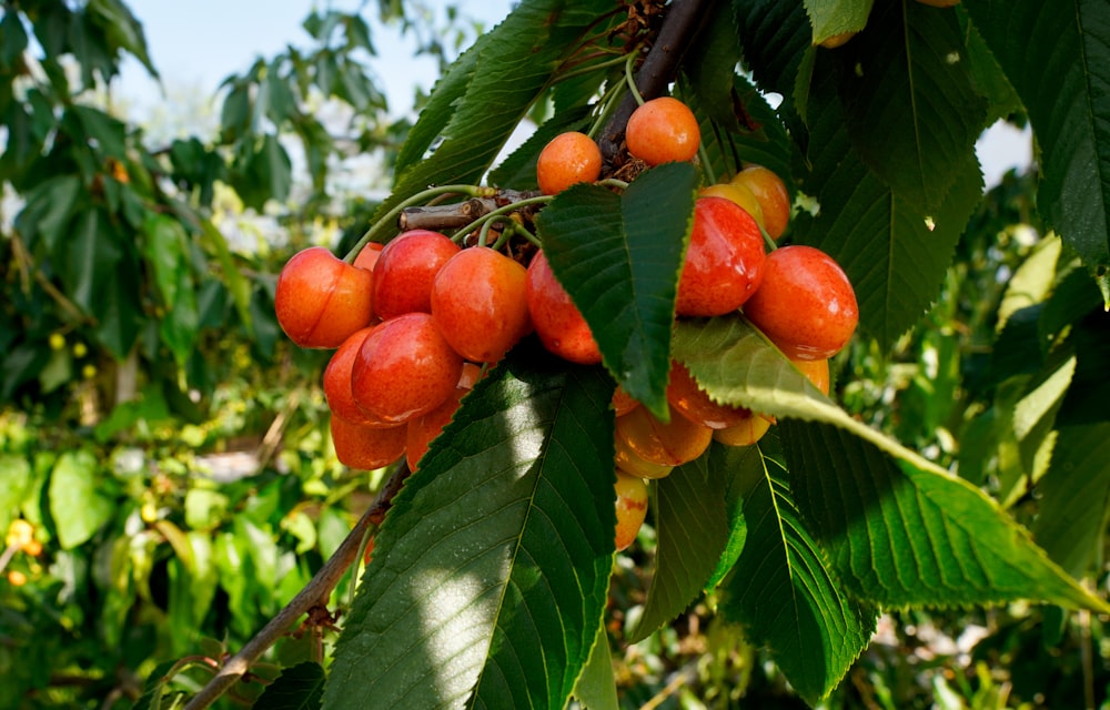 a bunch of berries hanging from a tree