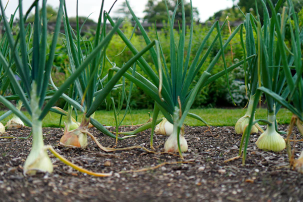 a group of garlic plants growing in a garden