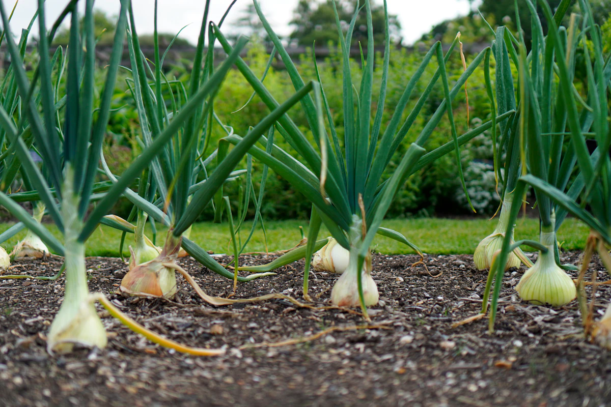 Onion Farming India Rabi Kharif Complete Guide