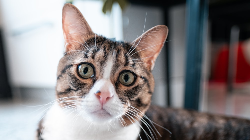 a close up of a cat laying on the ground