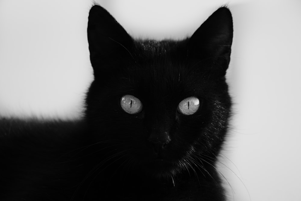 a close up of a black cat with blue eyes