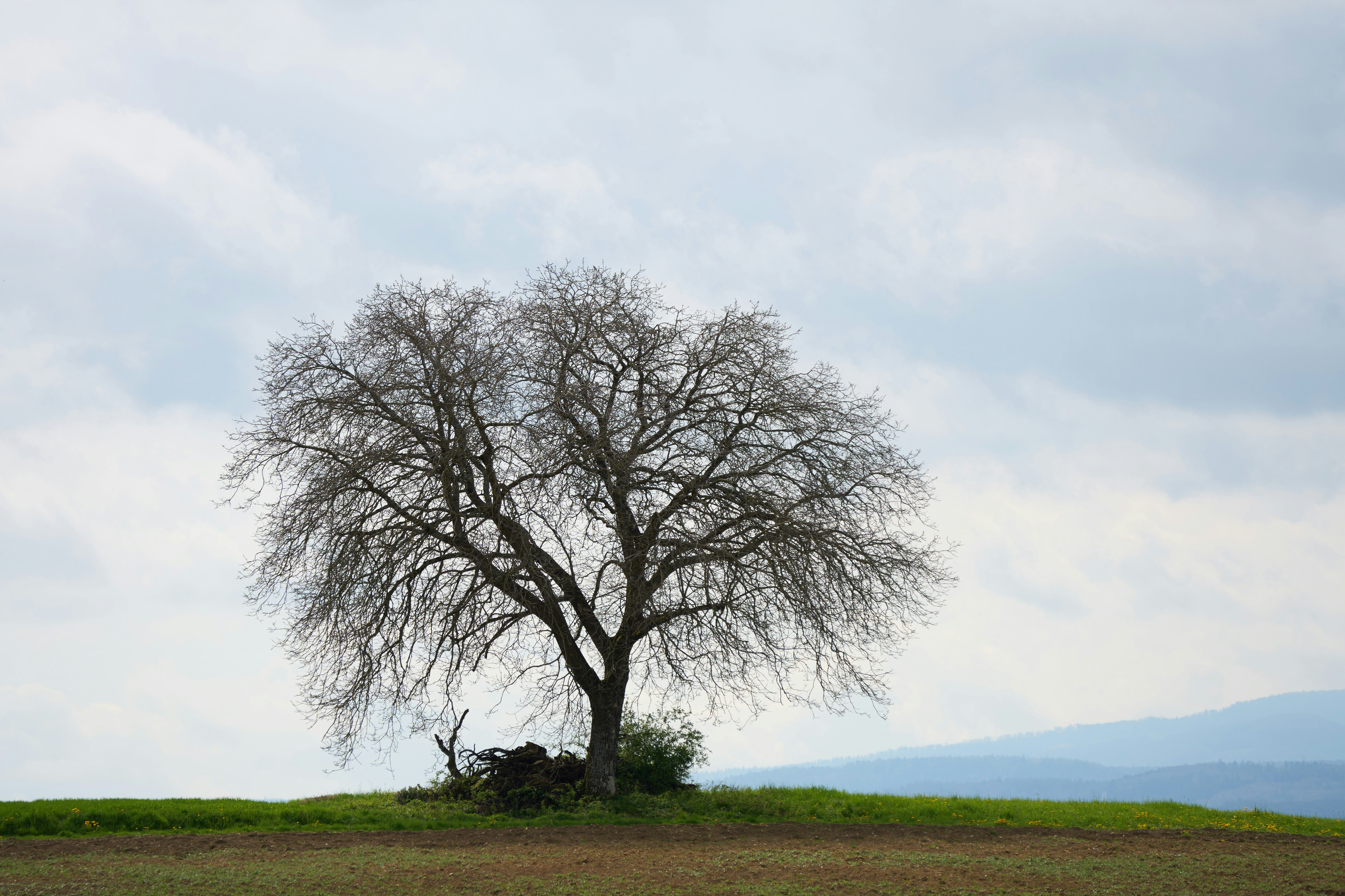 Photo by wolfgang_hasselmann