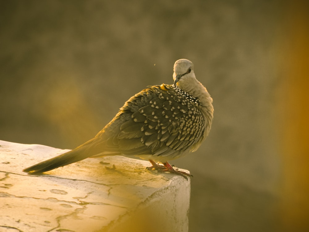 a bird sitting on top of a wooden post